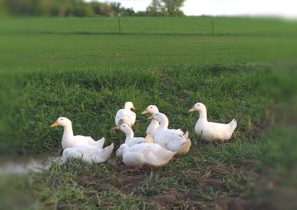 Pasture Poultry